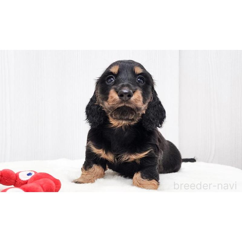 販売中の大阪府のミニチュアダックスフンド(ロングヘアード)-422744の6枚目