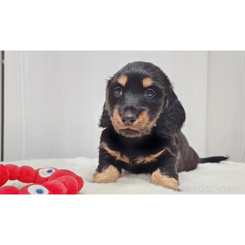 販売中の大阪府のミニチュアダックスフンド(ロングヘアード)-422744の4枚目