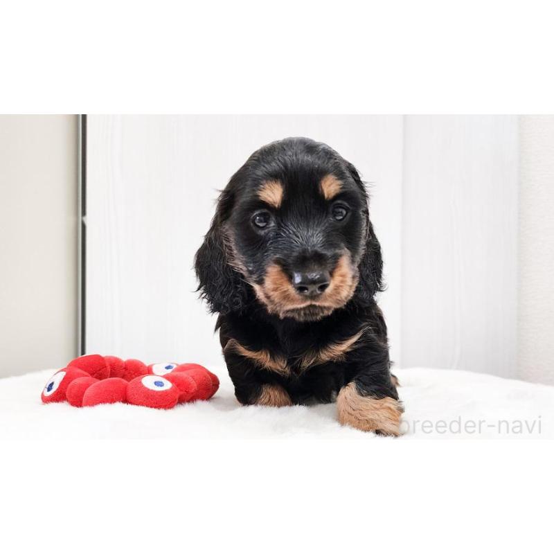 販売中の大阪府のミニチュアダックスフンド(ロングヘアード)-422744の5枚目