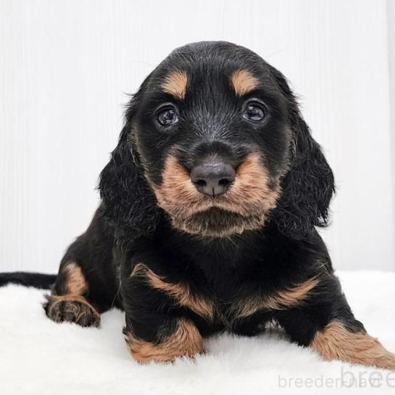 販売中の大阪府のミニチュアダックスフンド(ロングヘアード)-422744