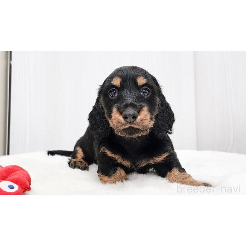 販売中の大阪府のミニチュアダックスフンド(ロングヘアード)-422744の2枚目