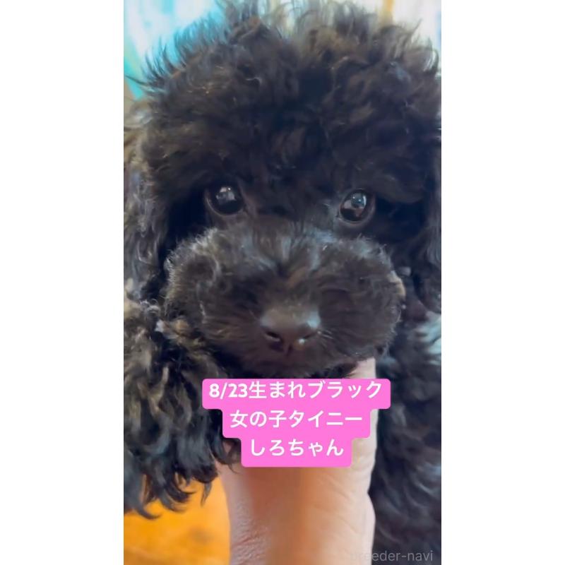 販売中の栃木県のタイニープードル-422741の2枚目