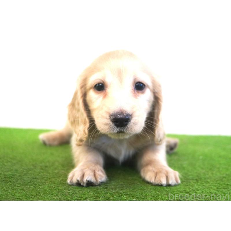 販売中の愛媛県のミニチュアダックスフンド(ロングヘアード)-422745の2枚目