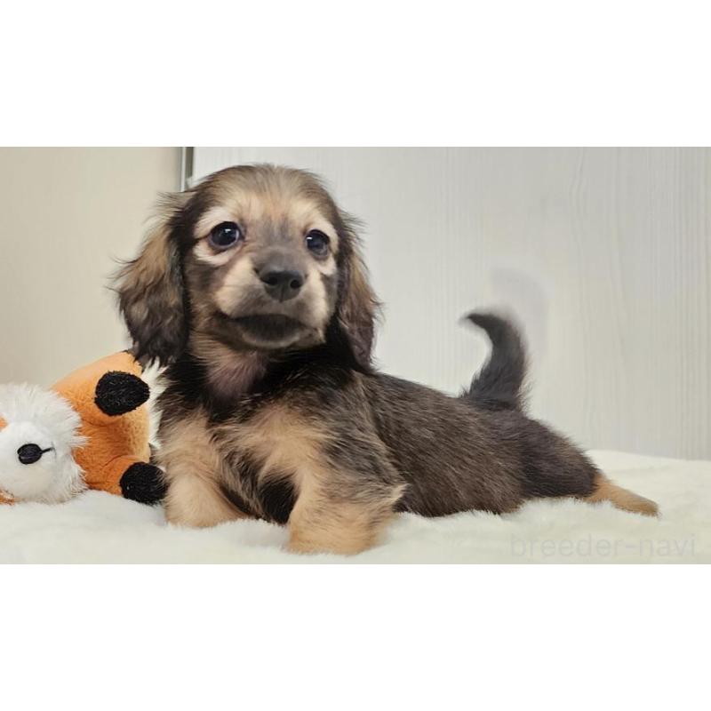 販売中の大阪府のミニチュアダックスフンド(ロングヘアード)-422746の6枚目