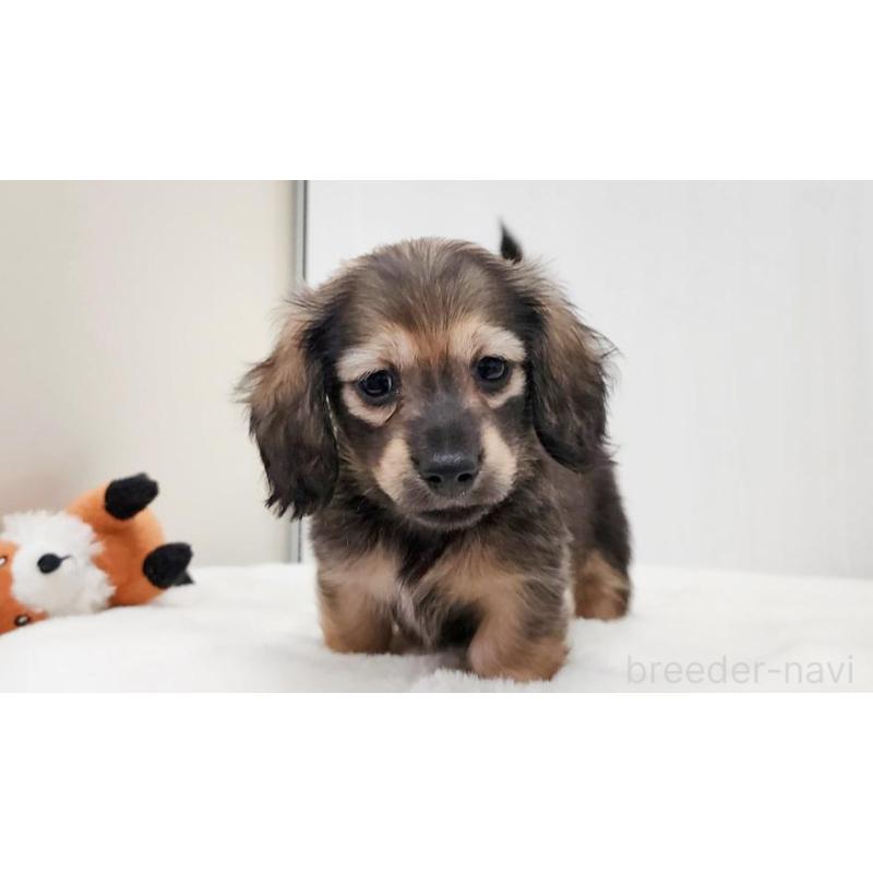 販売中の大阪府のミニチュアダックスフンド(ロングヘアード)-422746の5枚目