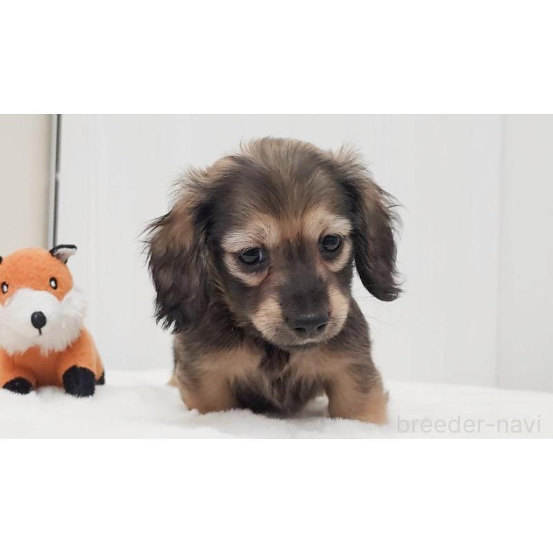 販売中の大阪府のミニチュアダックスフンド(ロングヘアード)-422746の4枚目