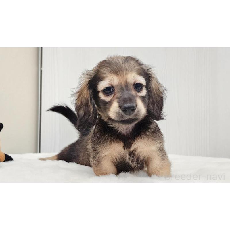 販売中の大阪府のミニチュアダックスフンド(ロングヘアード)-422746の3枚目