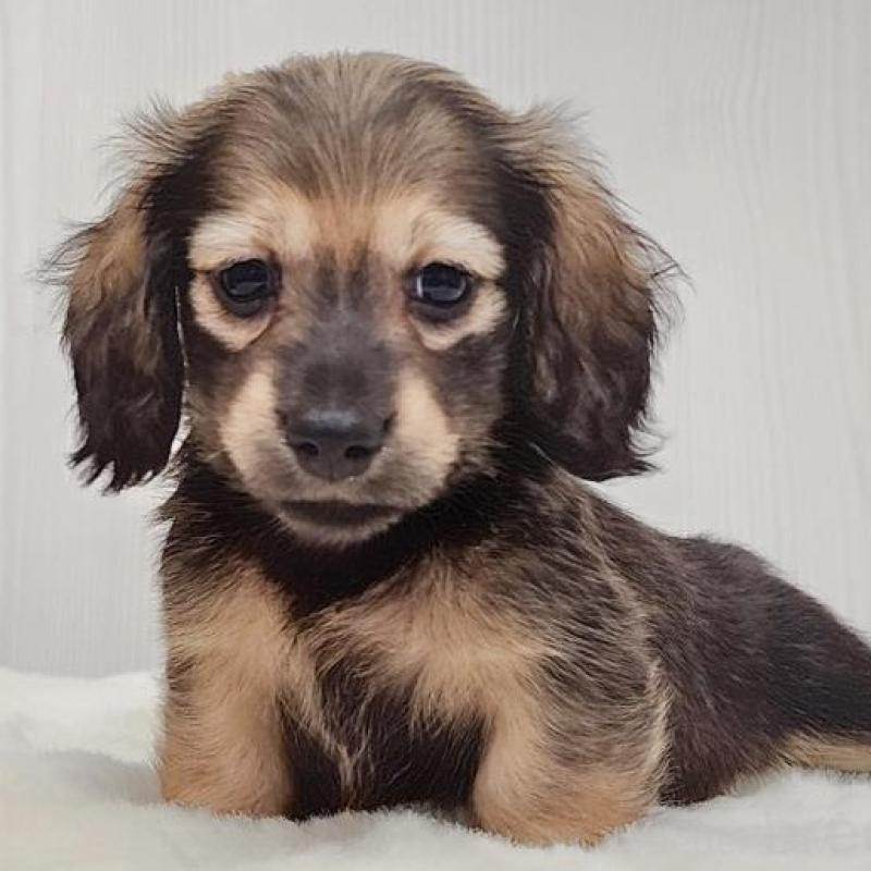 販売中の大阪府のミニチュアダックスフンド(ロングヘアード)-422746