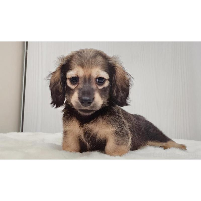 販売中の大阪府のミニチュアダックスフンド(ロングヘアード)-422746の2枚目