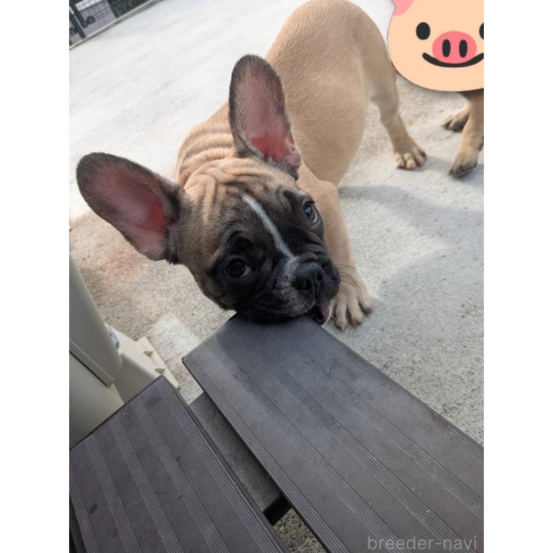販売中の京都府のフレンチブルドッグ-407160の4枚目