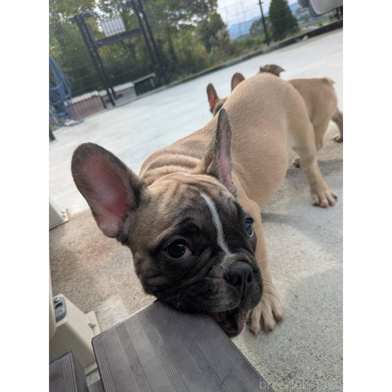販売中の京都府のフレンチブルドッグ-407160の3枚目