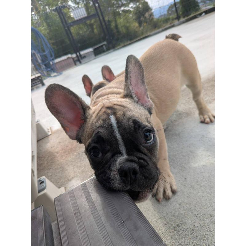 販売中の京都府のフレンチブルドッグ-407160の2枚目