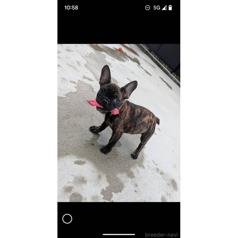販売中の京都府のフレンチブルドッグ-406495の5枚目
