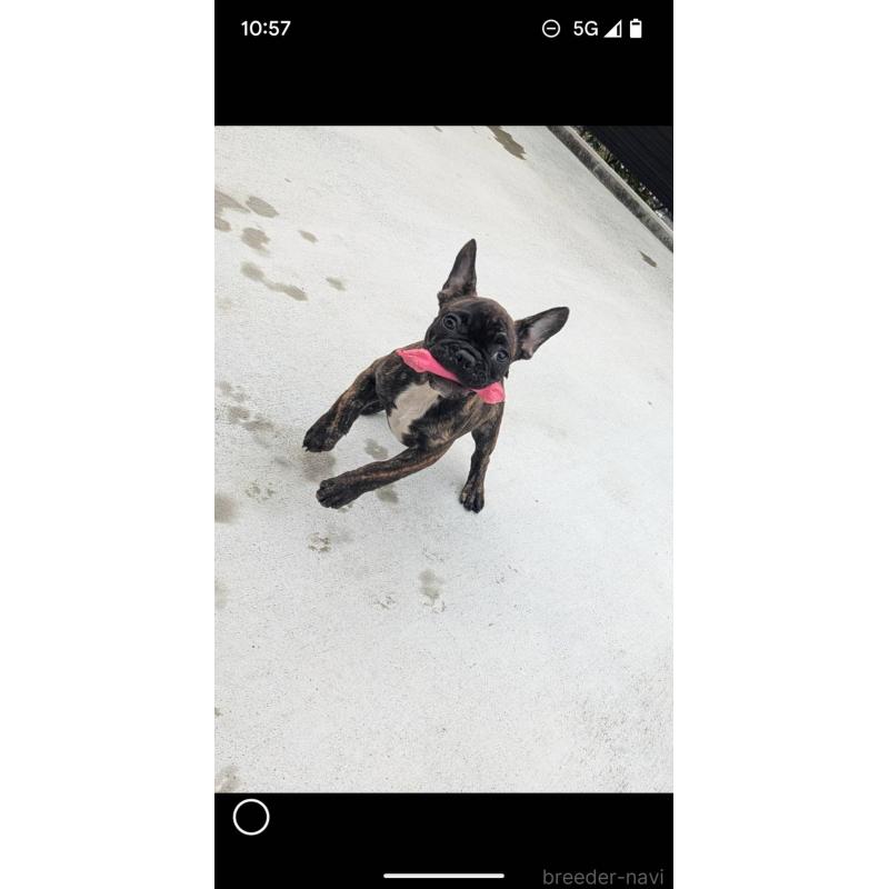 販売中の京都府のフレンチブルドッグ-406495の4枚目