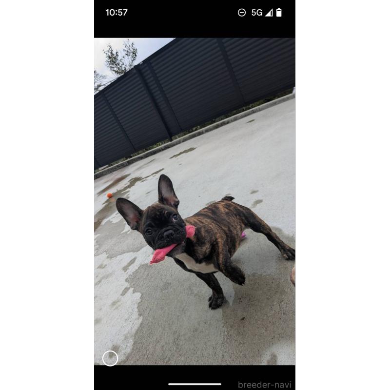 販売中の京都府のフレンチブルドッグ-406495の3枚目