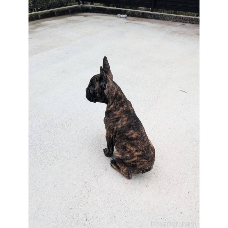 販売中の京都府のフレンチブルドッグ-406495の2枚目