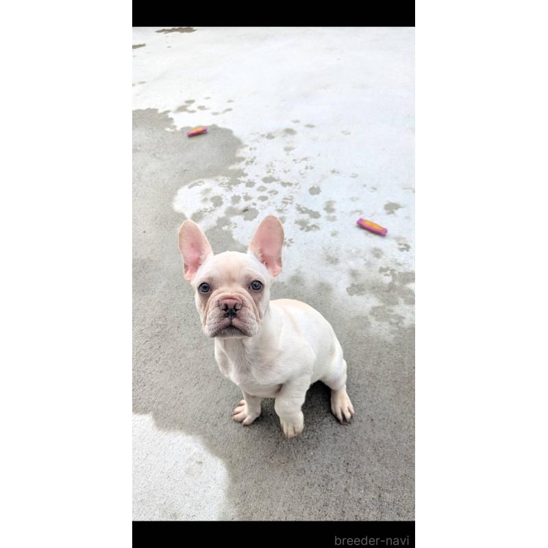 販売中の京都府のフレンチブルドッグ-406497の9枚目