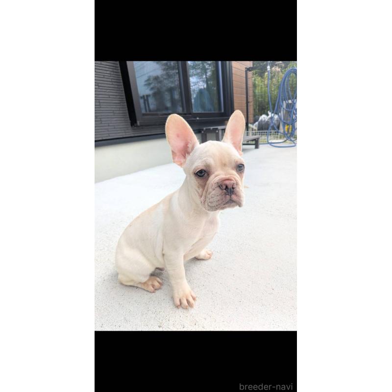 販売中の京都府のフレンチブルドッグ-406497の8枚目
