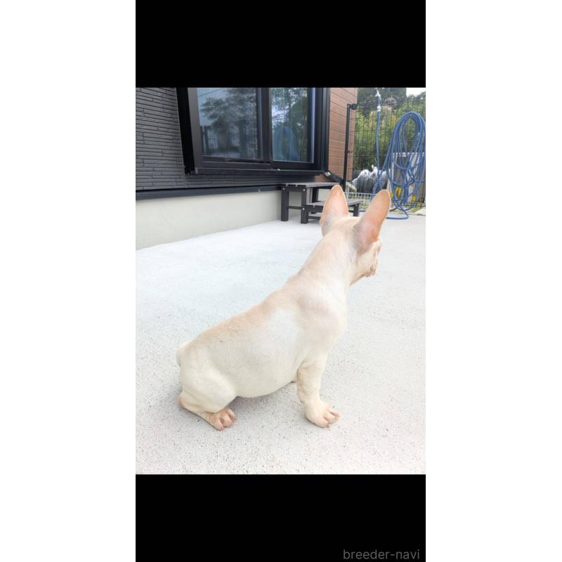 販売中の京都府のフレンチブルドッグ-406497の7枚目