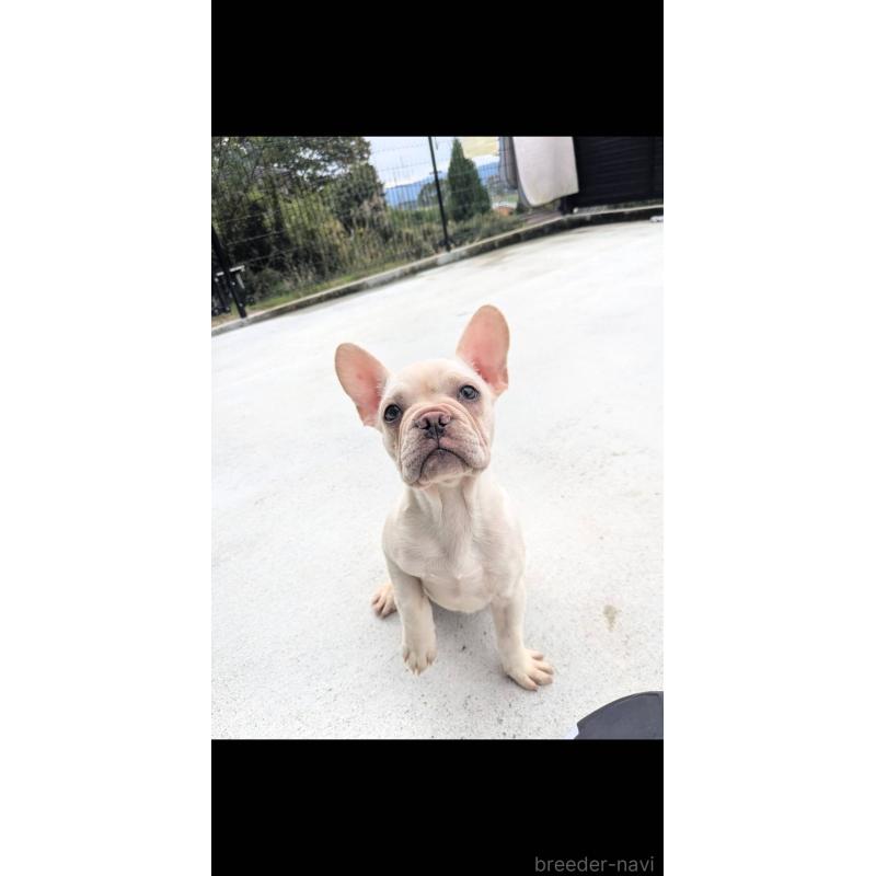 販売中の京都府のフレンチブルドッグ-406497の6枚目