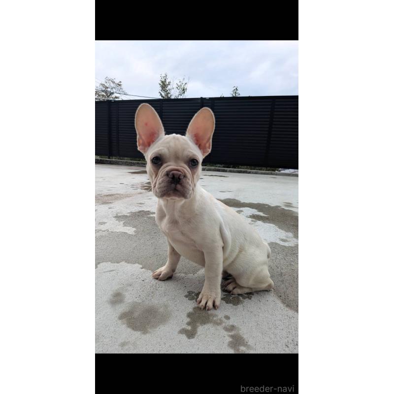 販売中の京都府のフレンチブルドッグ-406497の5枚目