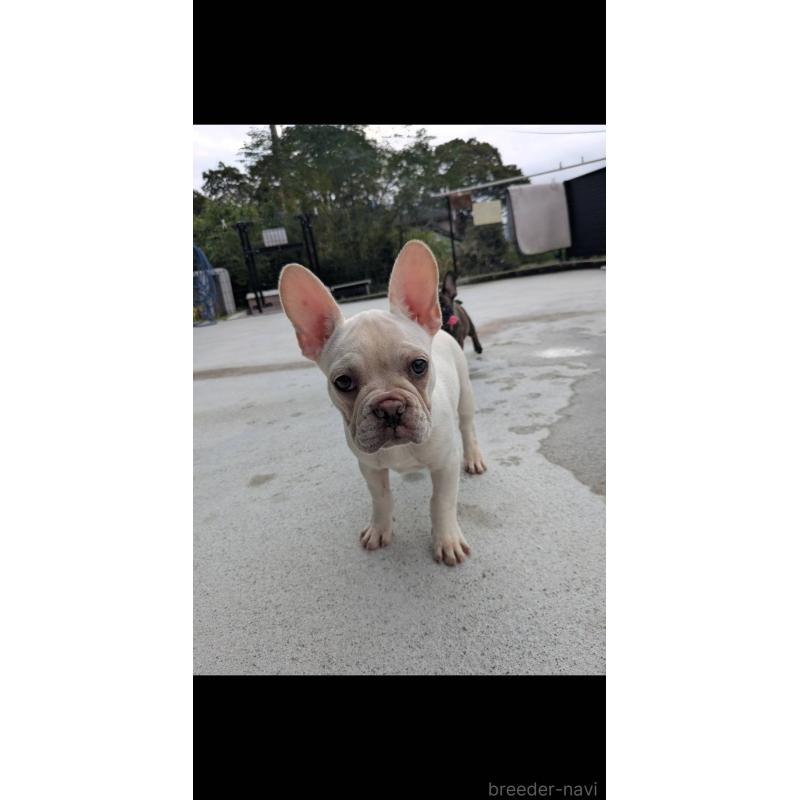 販売中の京都府のフレンチブルドッグ-406497の4枚目