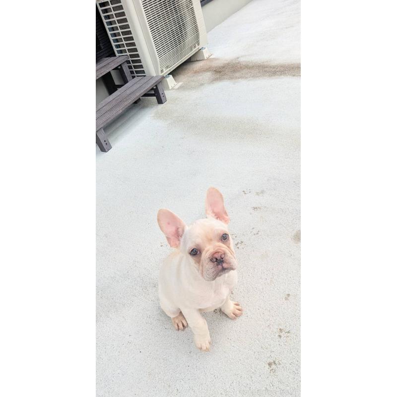 販売中の京都府のフレンチブルドッグ-406497の3枚目
