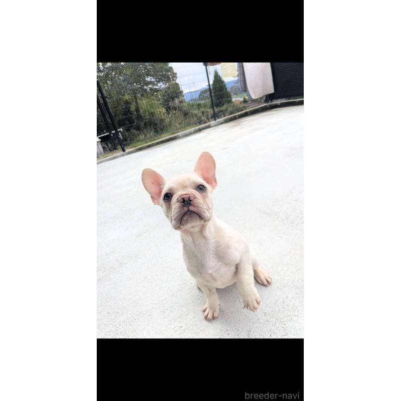 販売中の京都府のフレンチブルドッグ-406497の2枚目