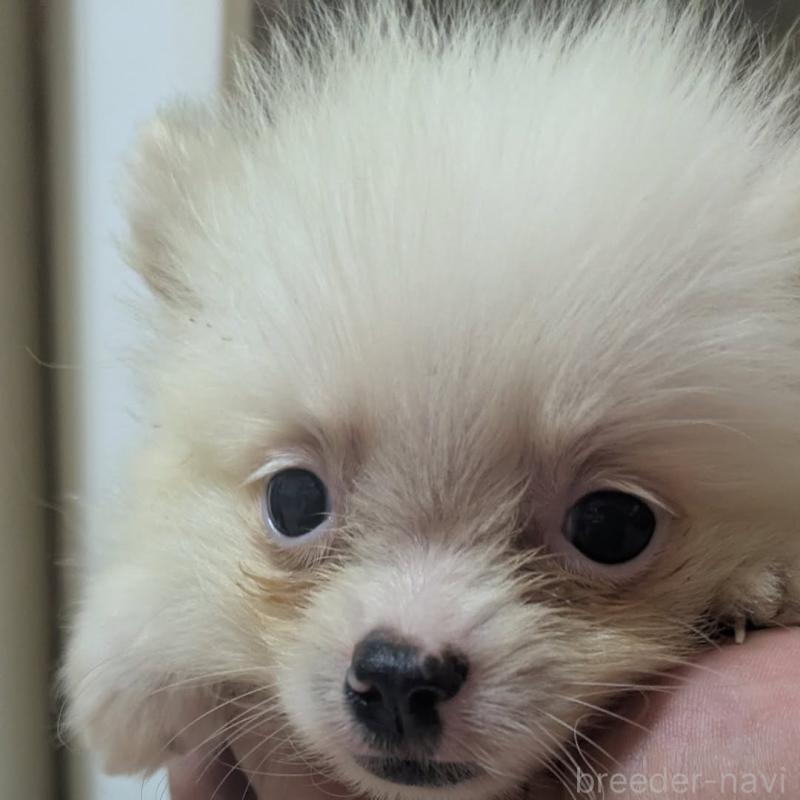 販売中の神奈川県のポメラニアン-422748の4枚目