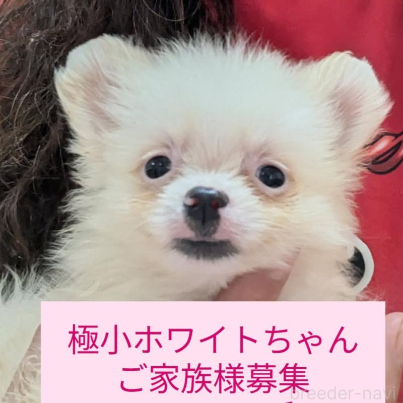 販売中の神奈川県のポメラニアン-422748の1枚目