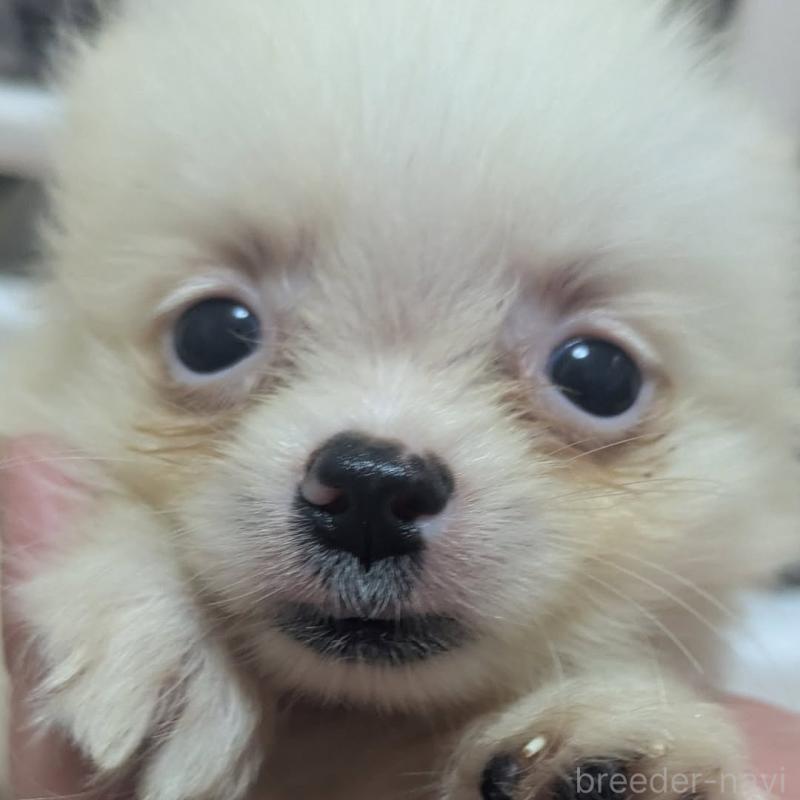 販売中の神奈川県のポメラニアン-422748の2枚目