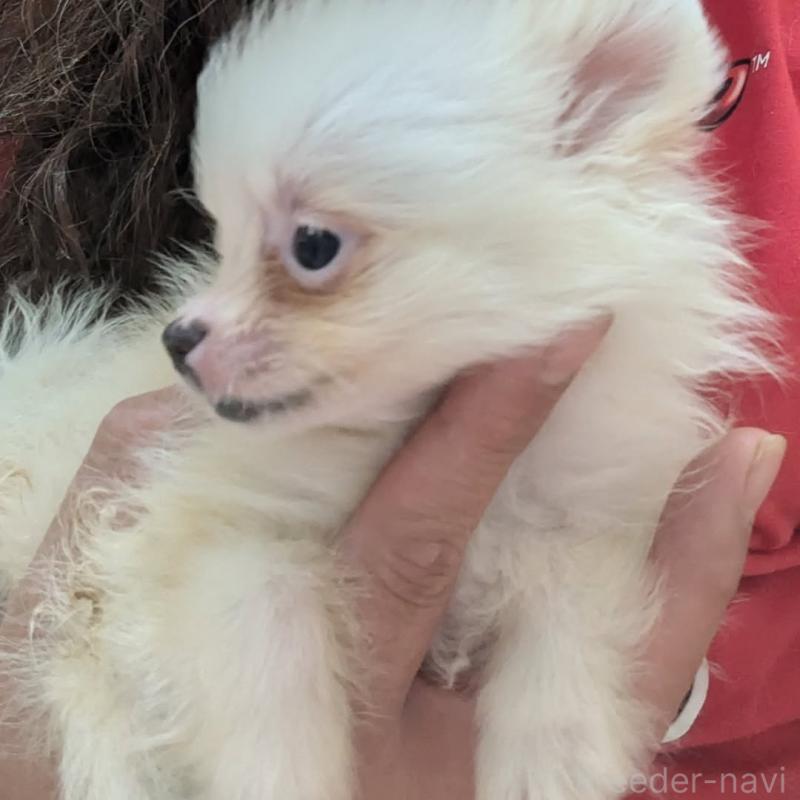 販売中の神奈川県のポメラニアン-422748の3枚目