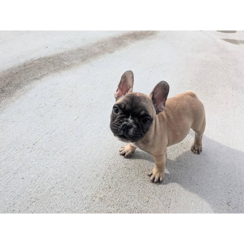 成約済の京都府のフレンチブルドッグ-407148の6枚目