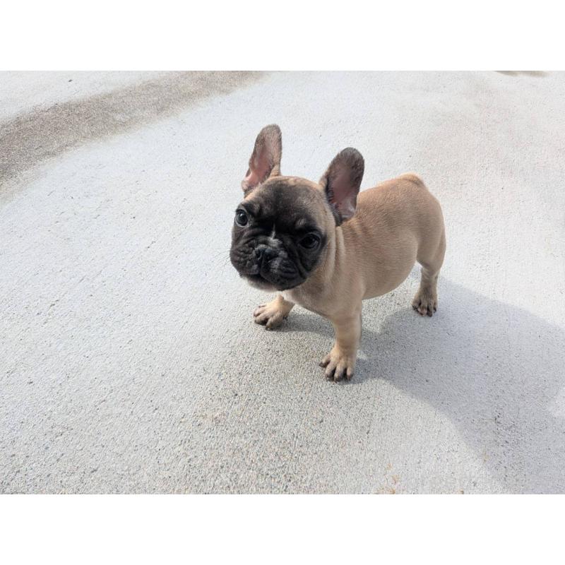 成約済の京都府のフレンチブルドッグ-407148の5枚目