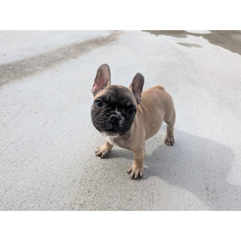 成約済の京都府のフレンチブルドッグ-407148の4枚目