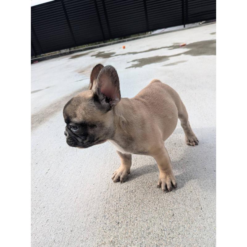 成約済の京都府のフレンチブルドッグ-407148の3枚目