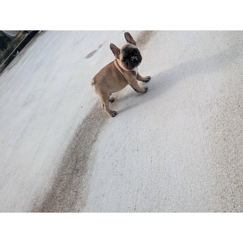 成約済の京都府のフレンチブルドッグ-407148の2枚目