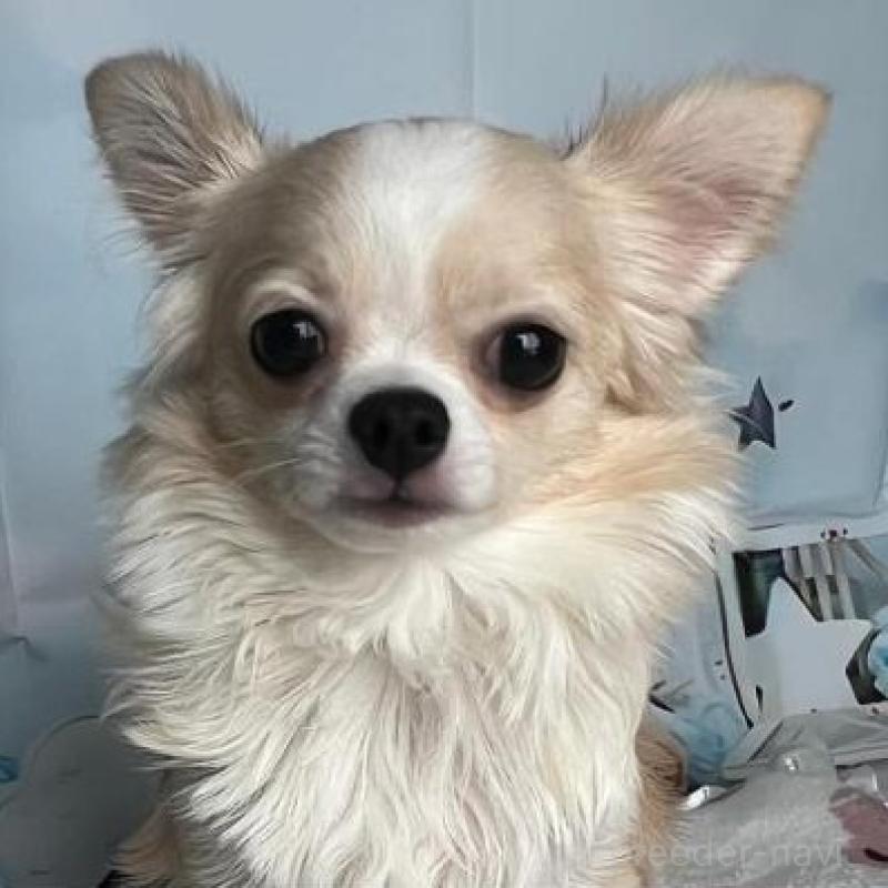 販売中の埼玉県のチワワ(ロングコート)-405445