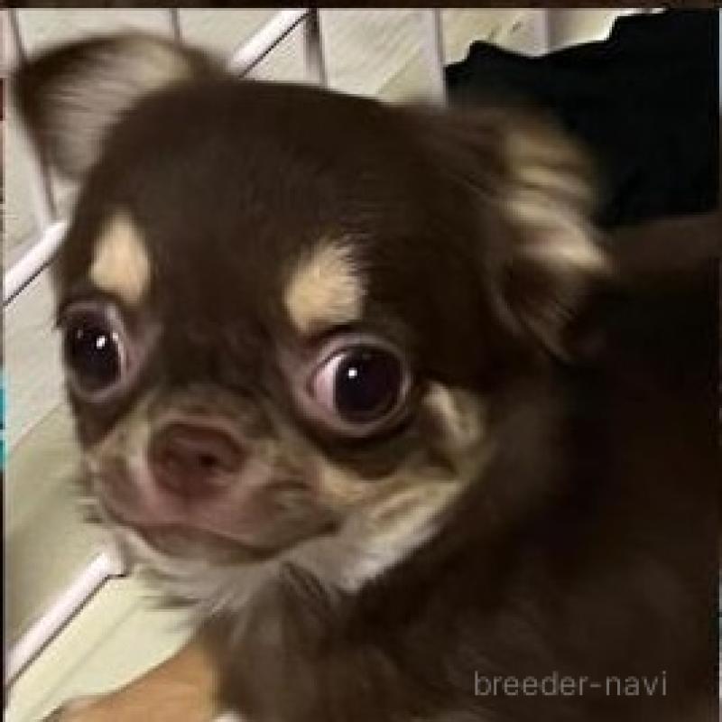 販売中の埼玉県のチワワ(ロングコート)-405451