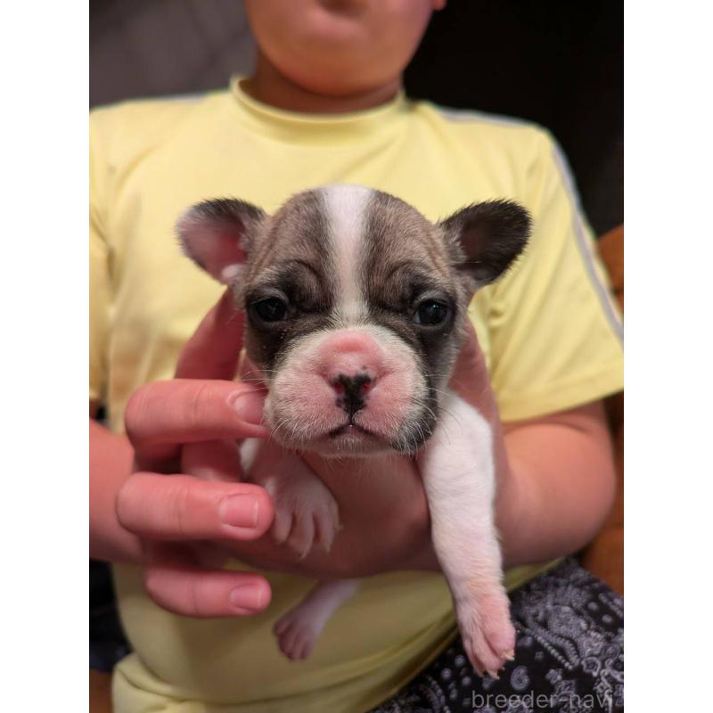 販売中の京都府のフレンチブルドッグ-422750の4枚目