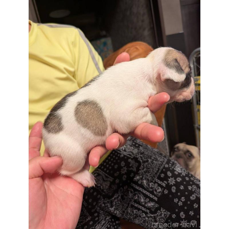 販売中の京都府のフレンチブルドッグ-422750の3枚目