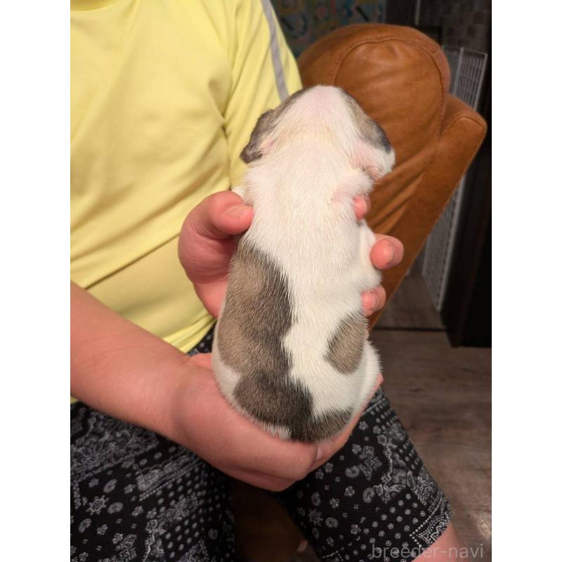 販売中の京都府のフレンチブルドッグ-422750の2枚目