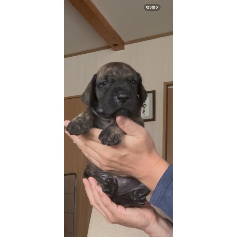 販売中の佐賀県のグレートデン-416722の7枚目