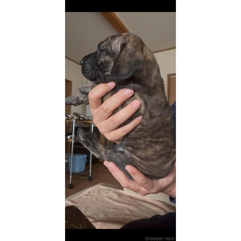 販売中の佐賀県のグレートデン-416722の6枚目