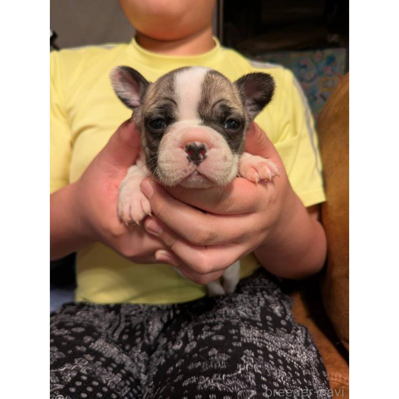 販売中の京都府のフレンチブルドッグ-422751の6枚目