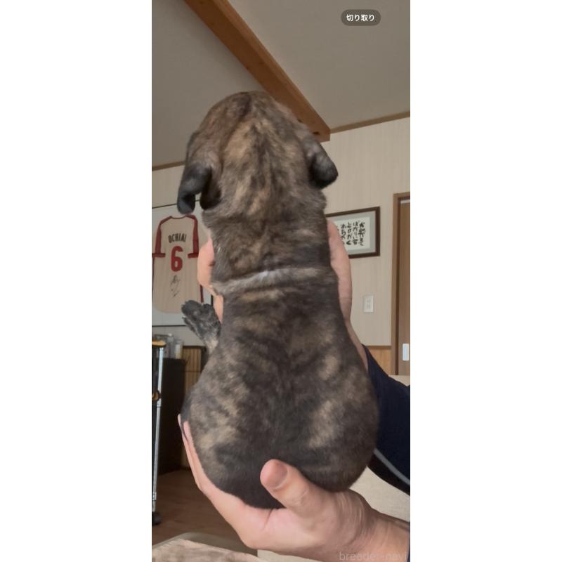 販売中の佐賀県のグレートデン-416722の5枚目