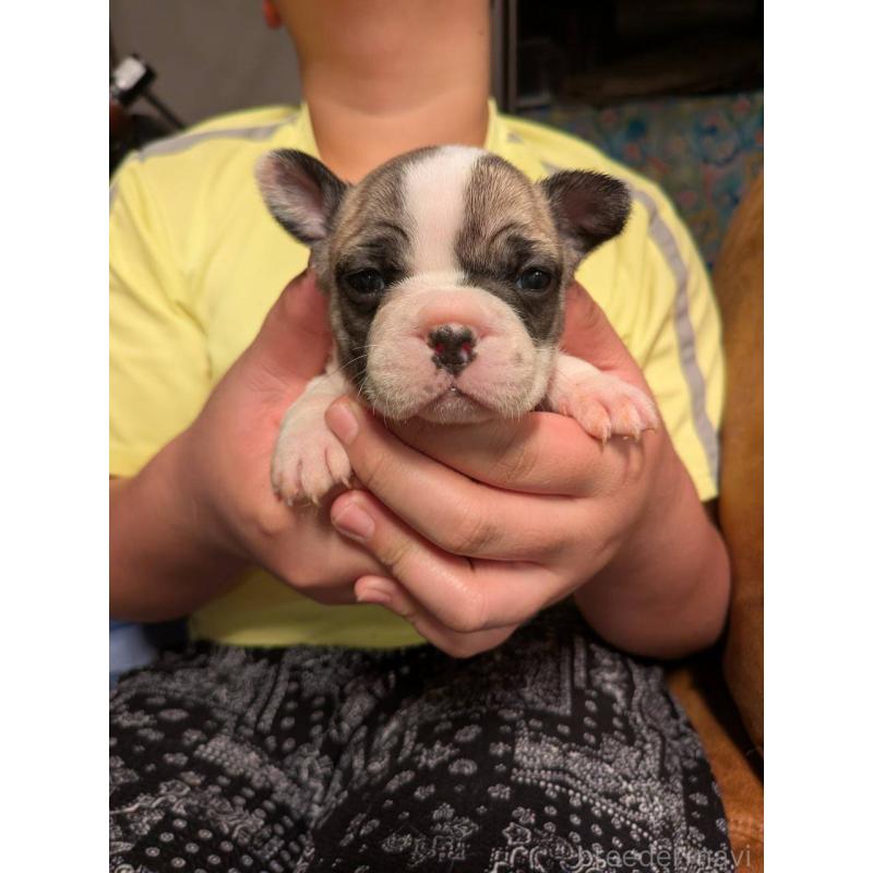 販売中の京都府のフレンチブルドッグ-422751の4枚目