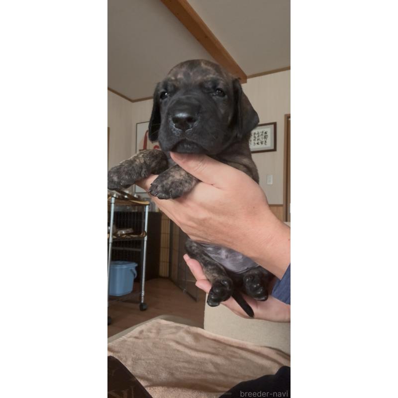 販売中の佐賀県のグレートデン-416722の4枚目