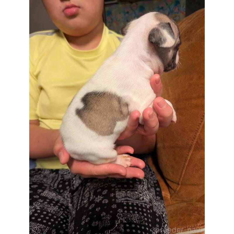 販売中の京都府のフレンチブルドッグ-422751の3枚目