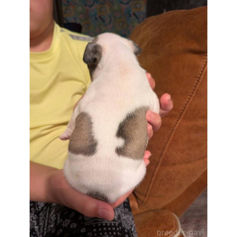 販売中の京都府のフレンチブルドッグ-422751の2枚目